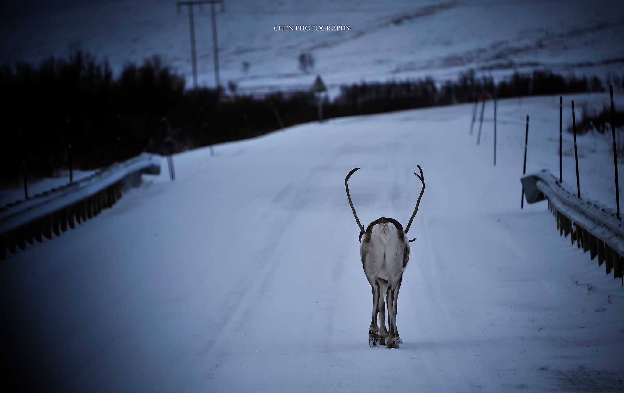 Nikon D3 sample photo. A lonely reindeer photography