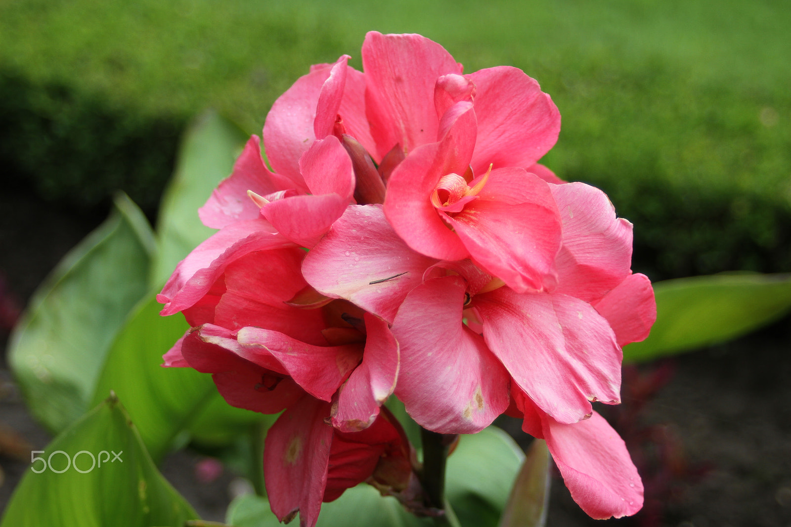 Canon EF 35-80mm f/4-5.6 USM sample photo. Pink flower photography