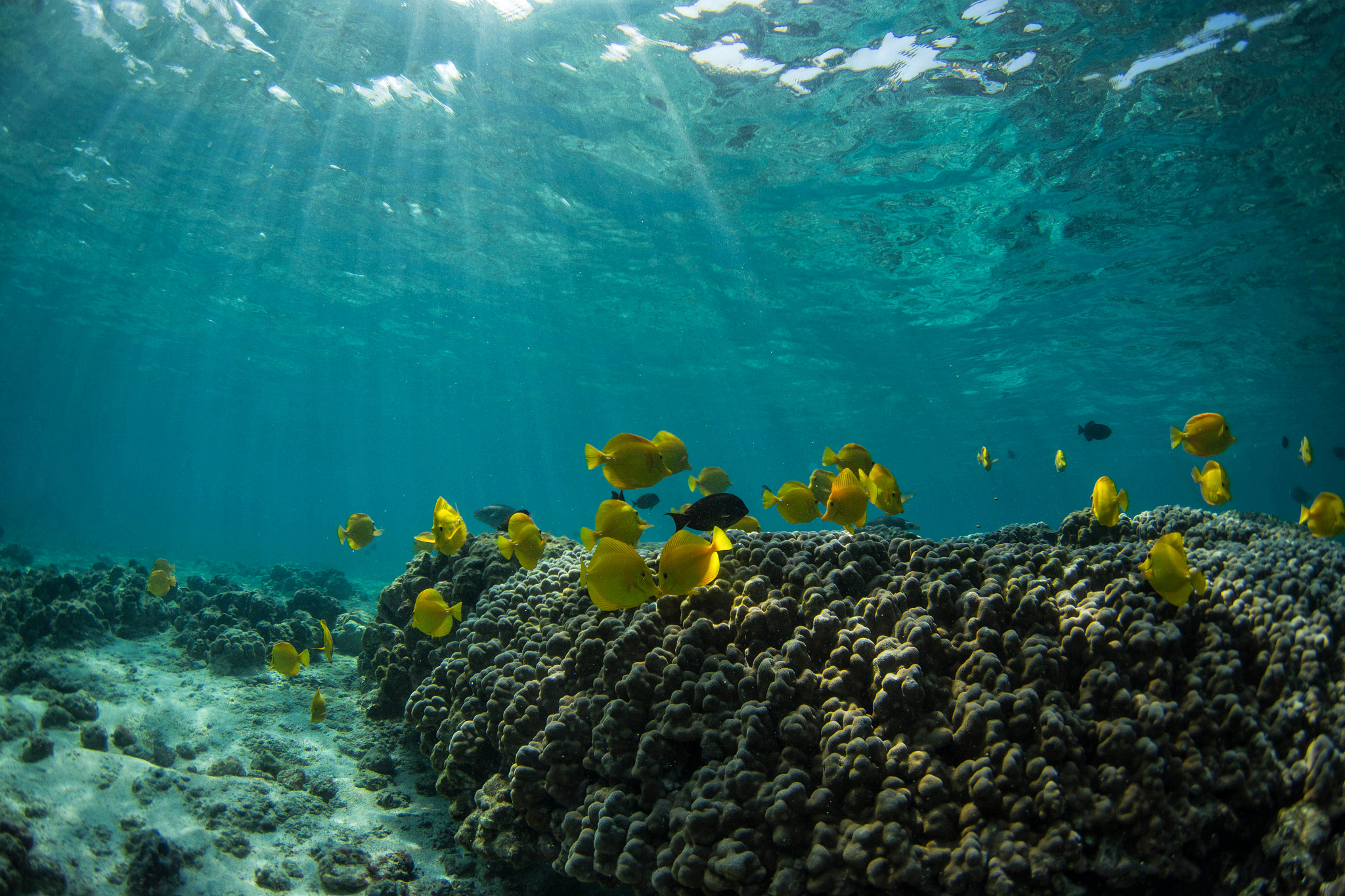 Canon EOS 6D sample photo. Nature's aquarium  photography