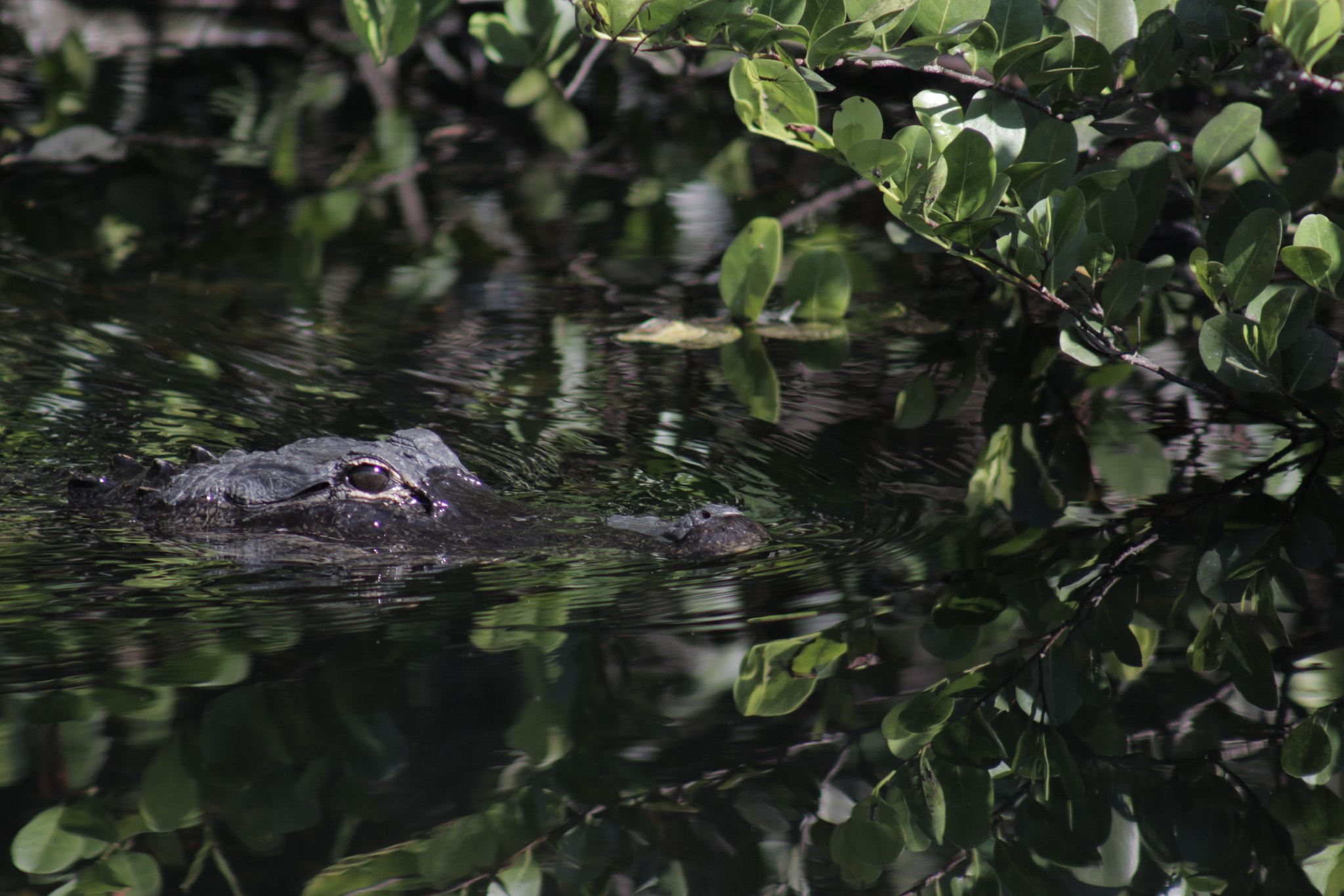 Canon EOS 650D (EOS Rebel T4i / EOS Kiss X6i) + EF75-300mm f/4-5.6 sample photo. Baby gator photography