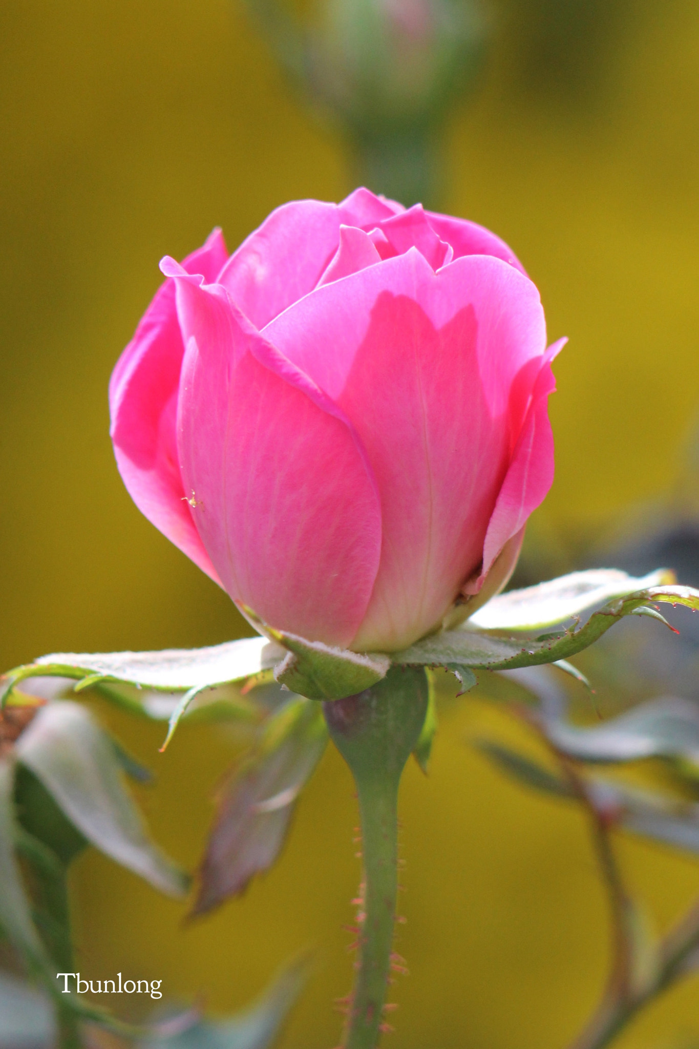 Canon EF75-300mm f/4-5.6 sample photo. Magenta rose ! photography