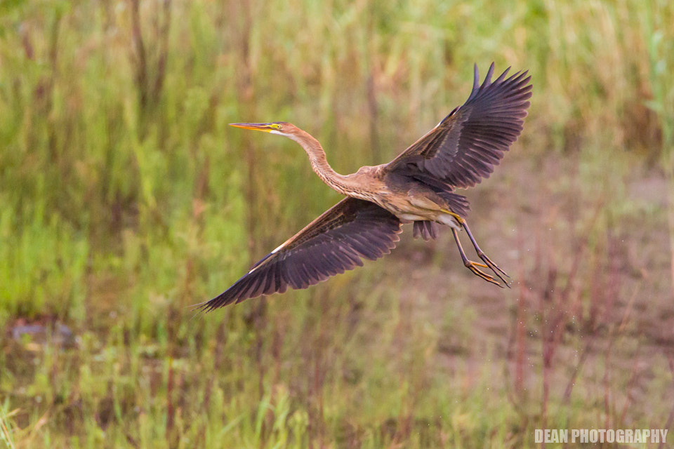 Canon EOS-1D Mark IV sample photo. Flying photography