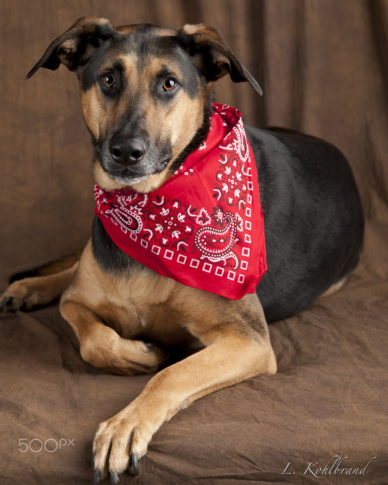 Nikon D3 sample photo. Cow dog  lincoln photography