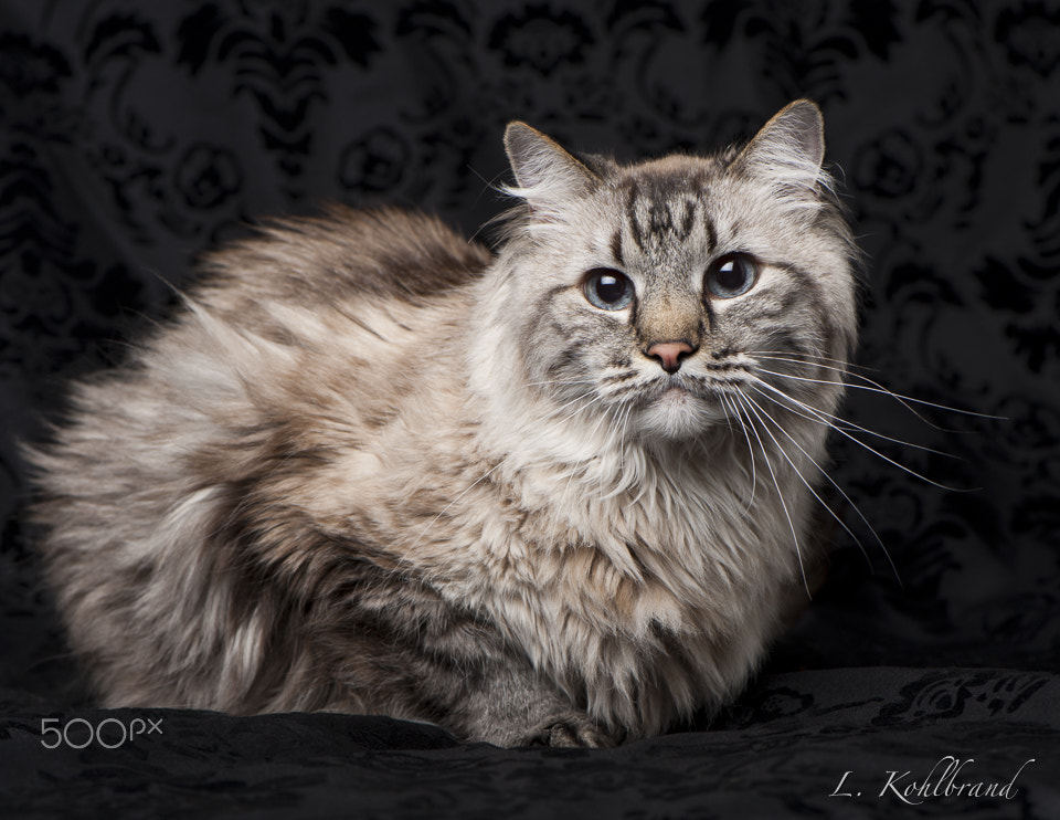 Nikon D3 sample photo. Link photography