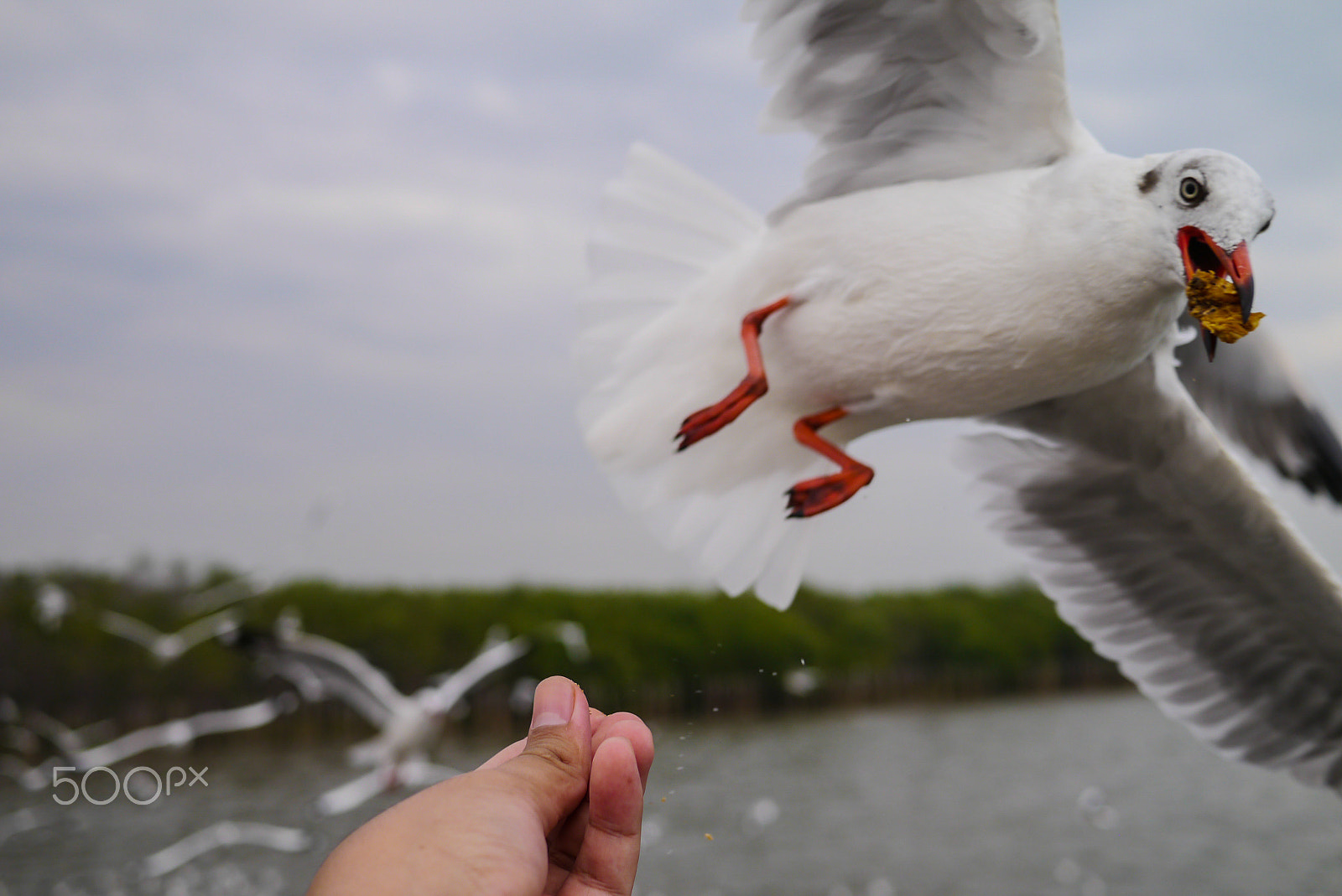 Panasonic Lumix DMC-GX1 sample photo. Seagull photography