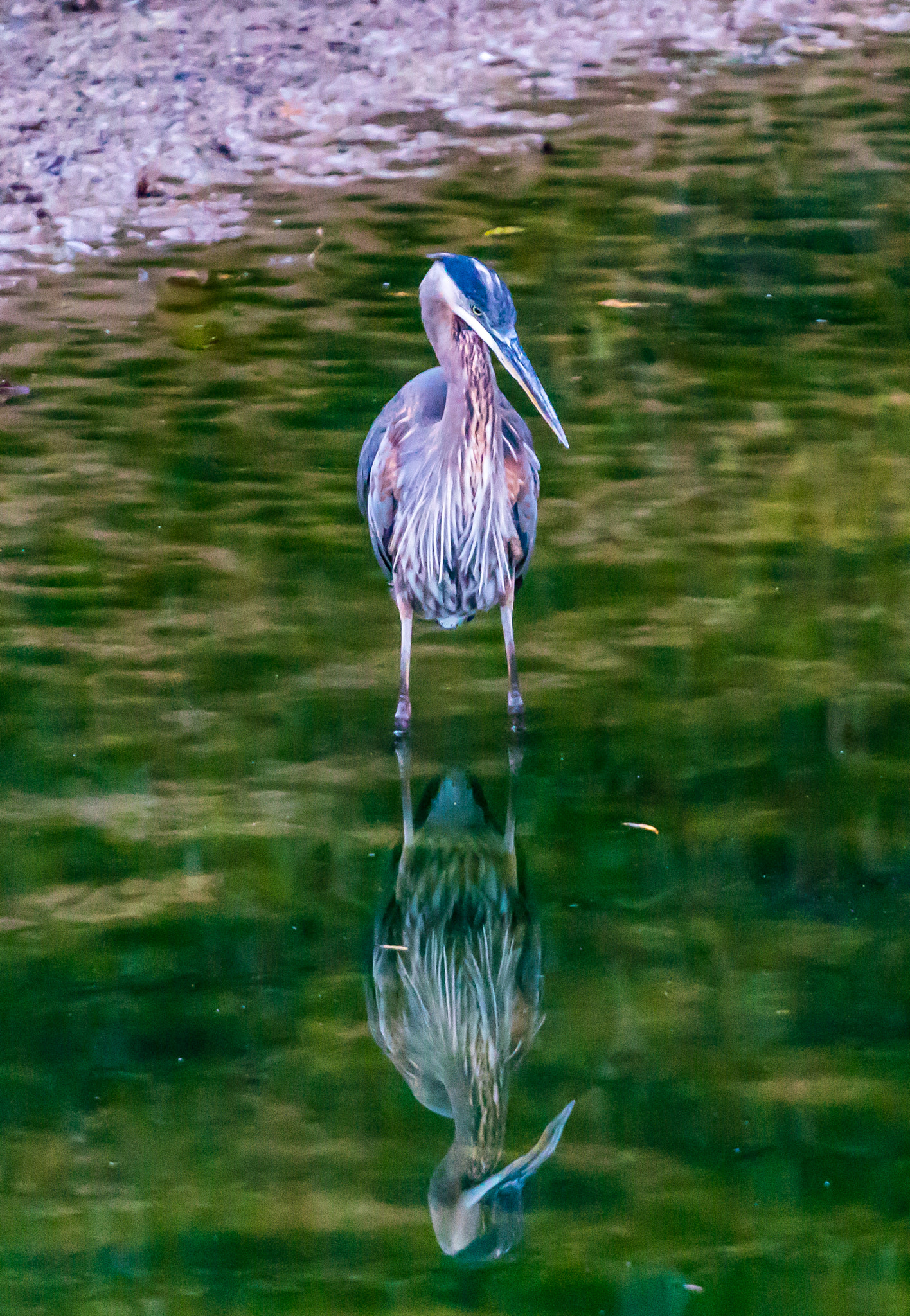 Sony a6300 + Canon EF 70-200mm F4L USM sample photo. Standing watch photography