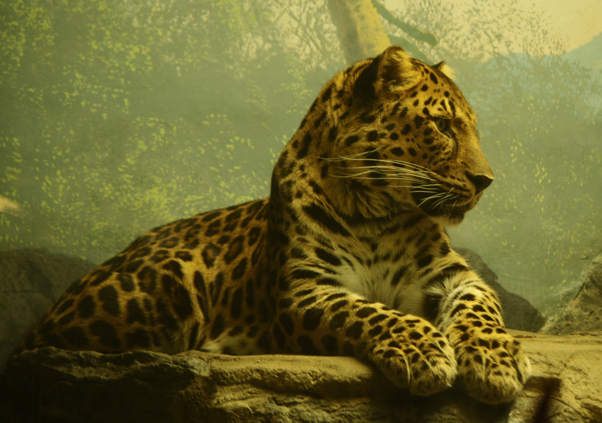 Pentax smc DA 50-200mm F4-5.6 ED sample photo. Big cat photography