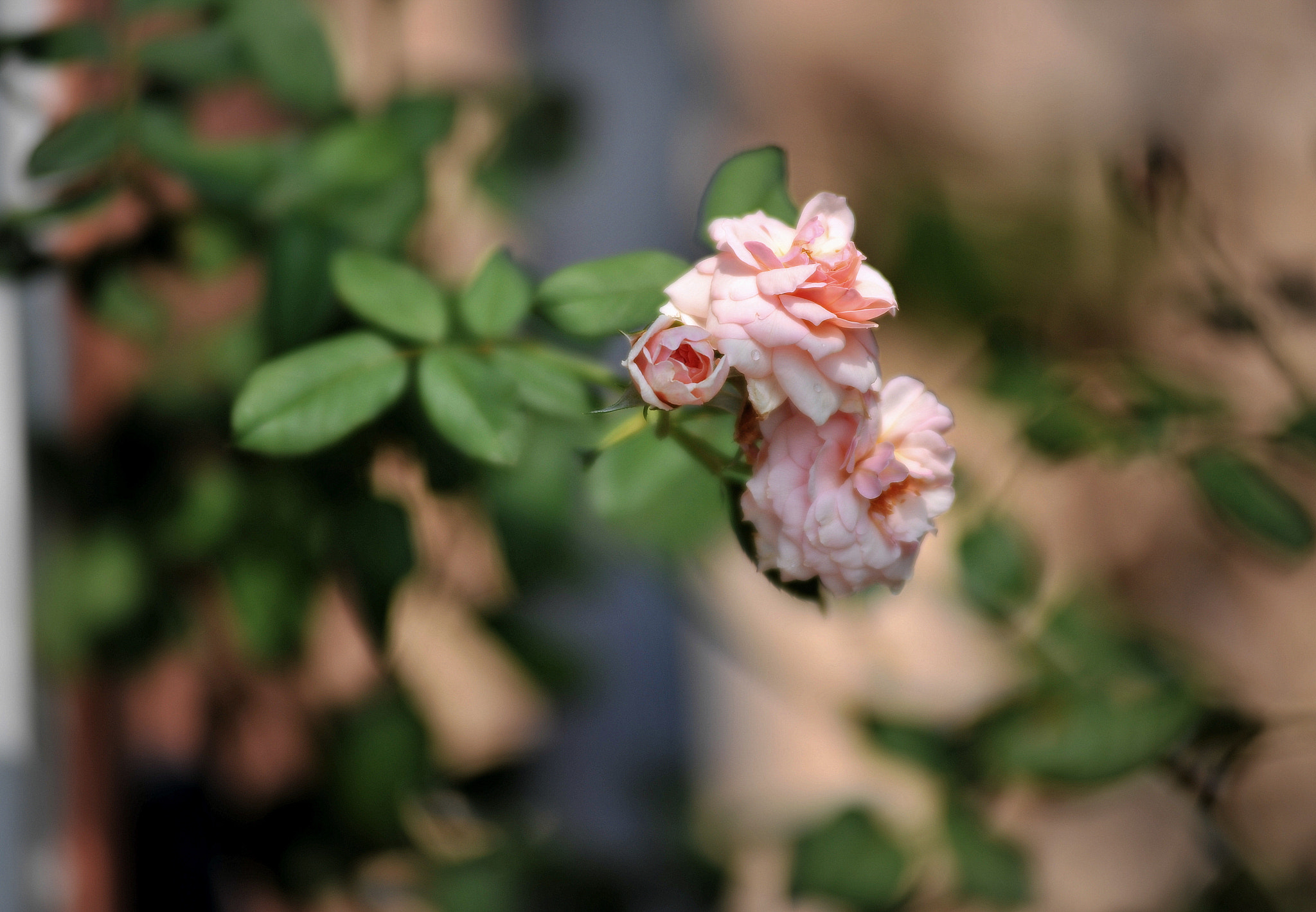 Nikon D3 sample photo. Morning rose photography
