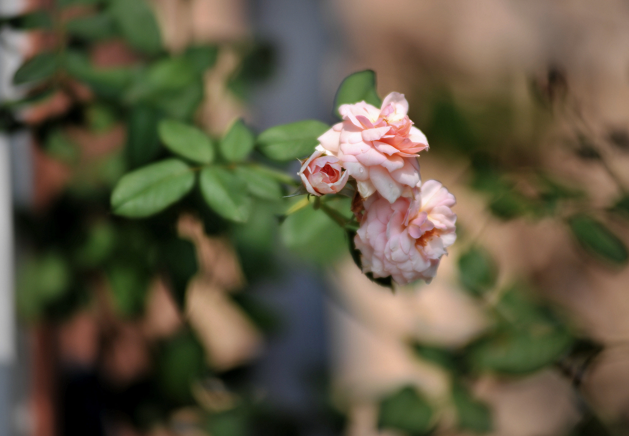 Nikon AF-Nikkor 80-200mm F2.8D ED sample photo. Morning rose photography