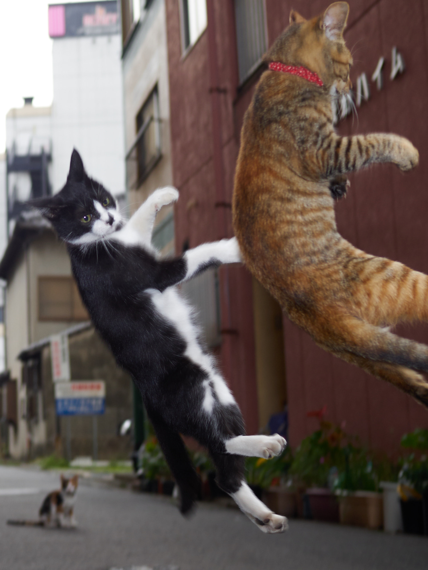 Olympus OM-D E-M1 + Olympus M.Zuiko Digital 25mm F1.8 sample photo. Cat fight photography