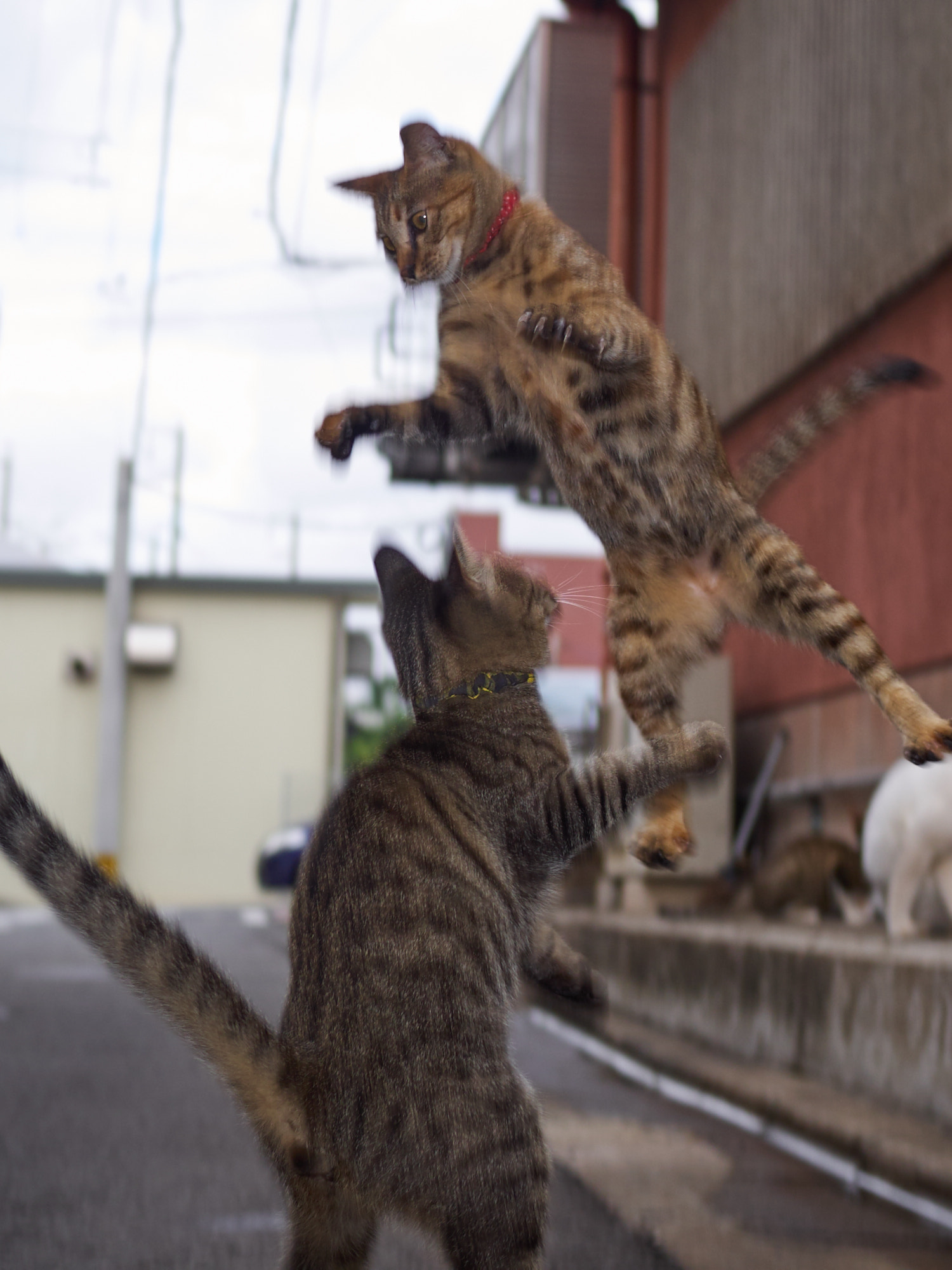 Olympus OM-D E-M1 + Olympus M.Zuiko Digital 25mm F1.8 sample photo. Cat fight photography