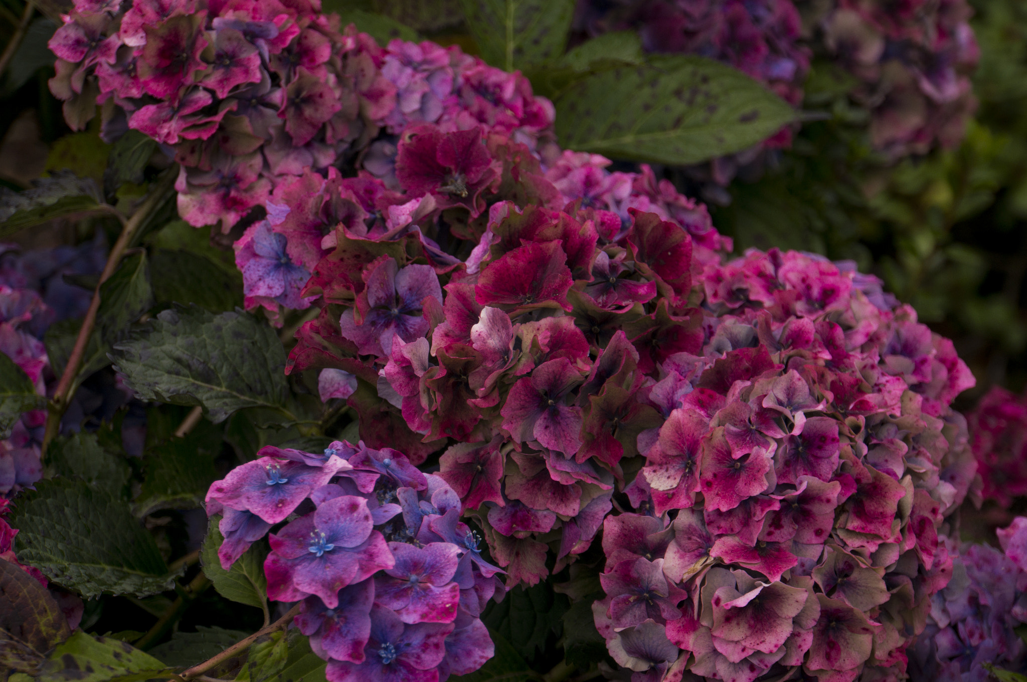 Sony Alpha NEX-6 + Sony E 18-200mm F3.5-6.3 OSS sample photo. Hydrangea photography