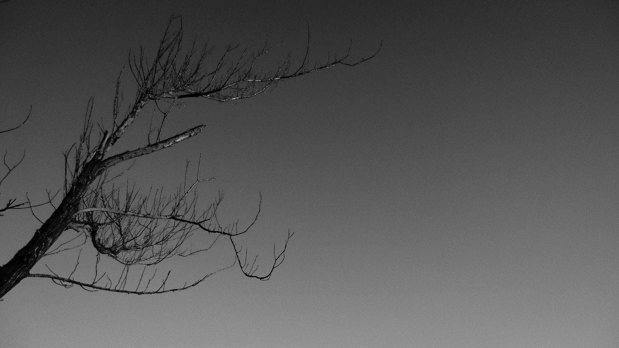 Sony Cyber-shot DSC-W330 sample photo. Dead tree photography