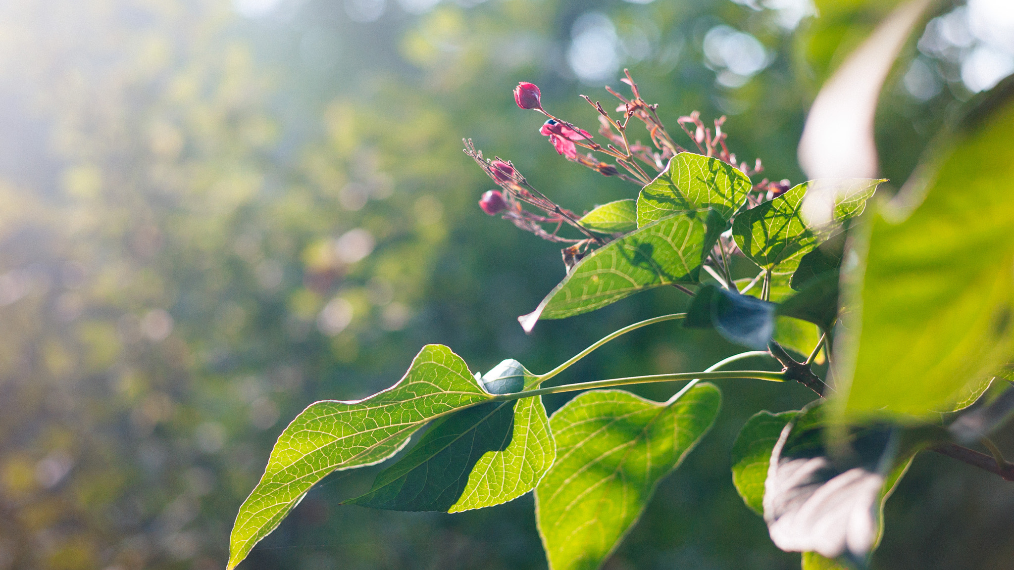 Leica Summarit-M 50mm F2.5 sample photo. Unknown flowers photography