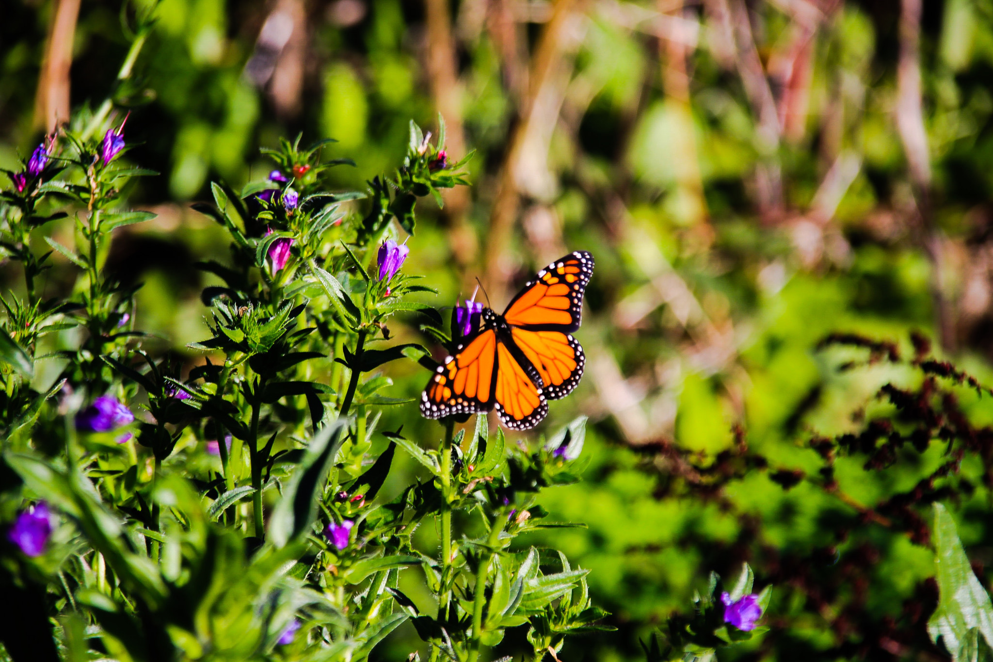 Canon EOS 50D + Canon 18-200mm sample photo. A butterfly photography
