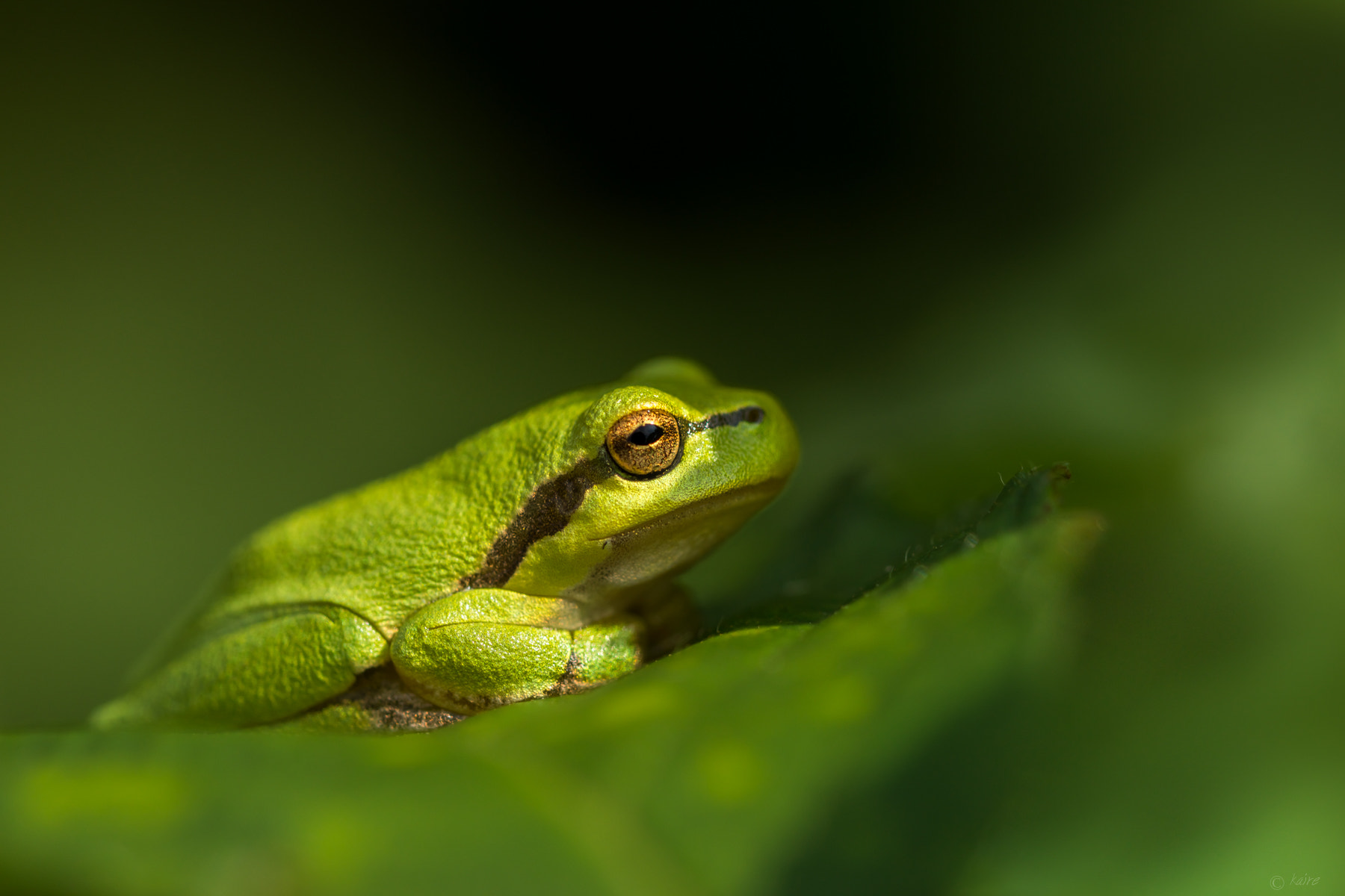 Sony SLT-A77 + 90mm F2.8 Macro SSM sample photo. Green prince :) photography