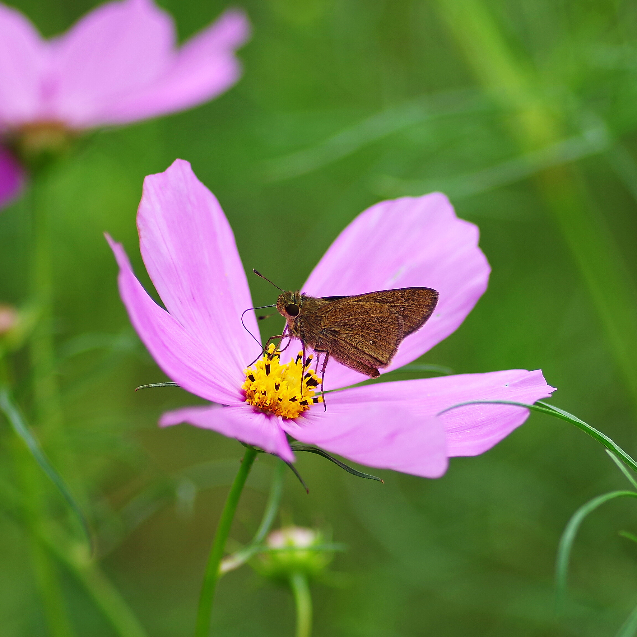 Pentax K-S2 sample photo. Cosmos with... photography