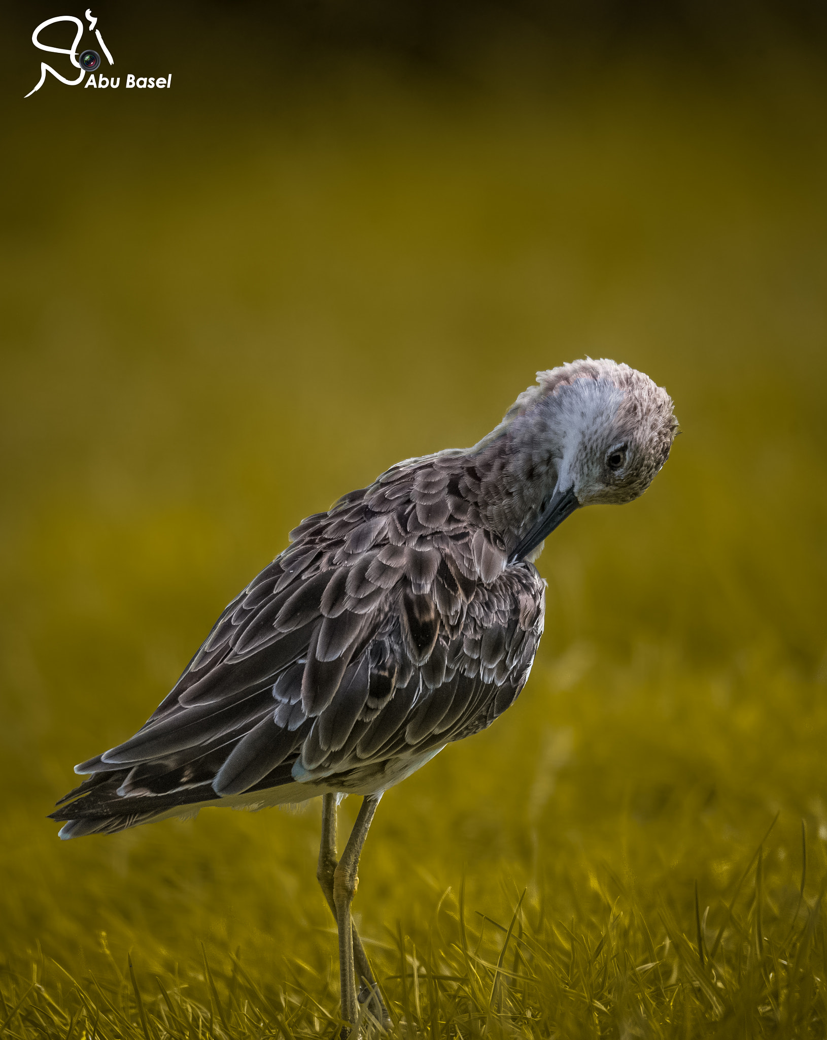 Sigma 150-600mm F5-6.3 DG OS HSM | S sample photo
