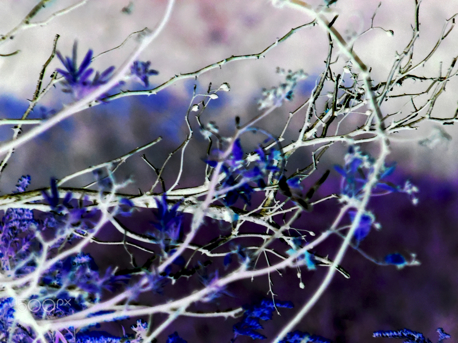 Samsung WB110/  WB111 sample photo. Purplebush photography