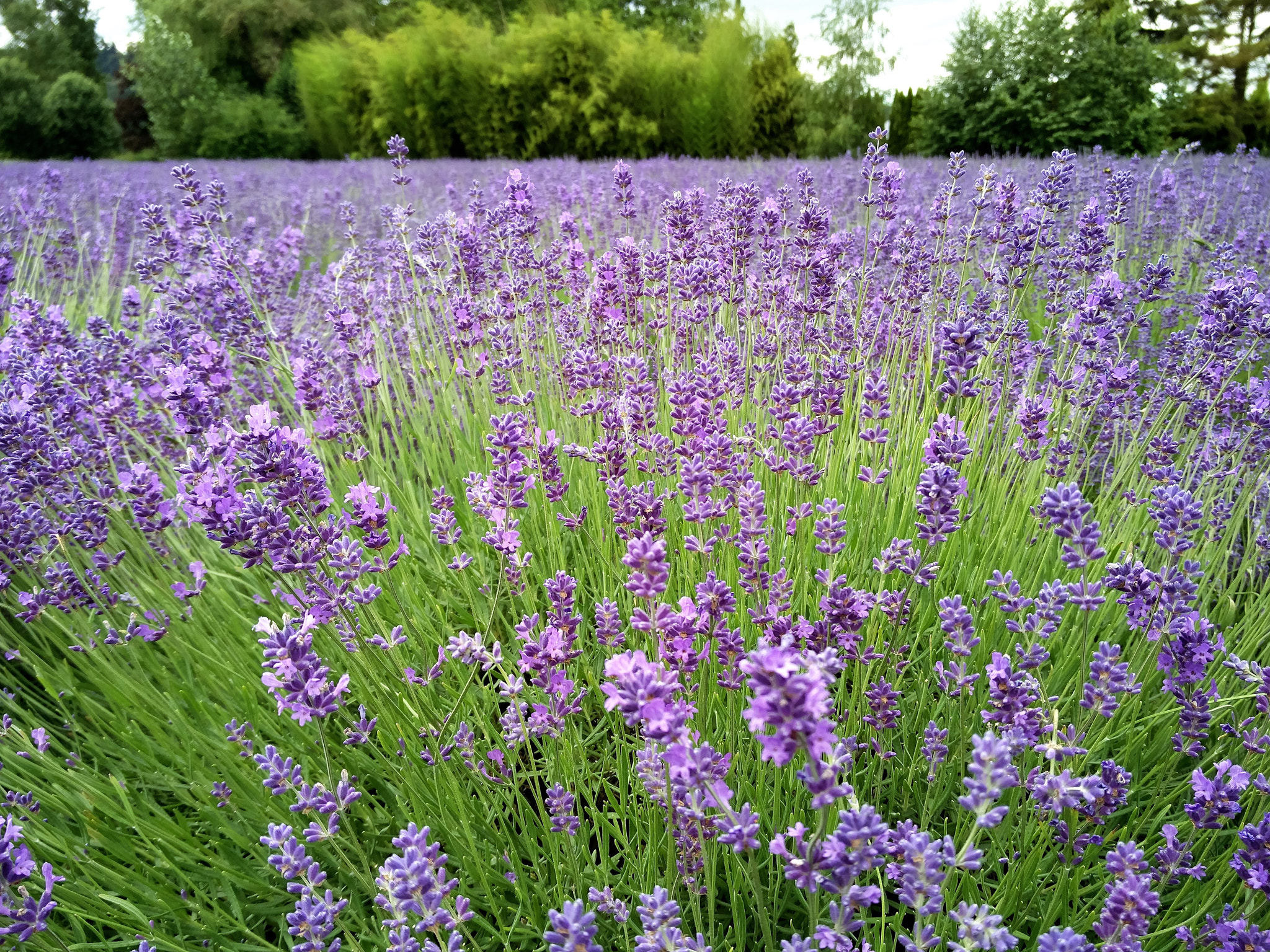 OnePlus ONE A2005 sample photo. Lavender_field.jpg photography