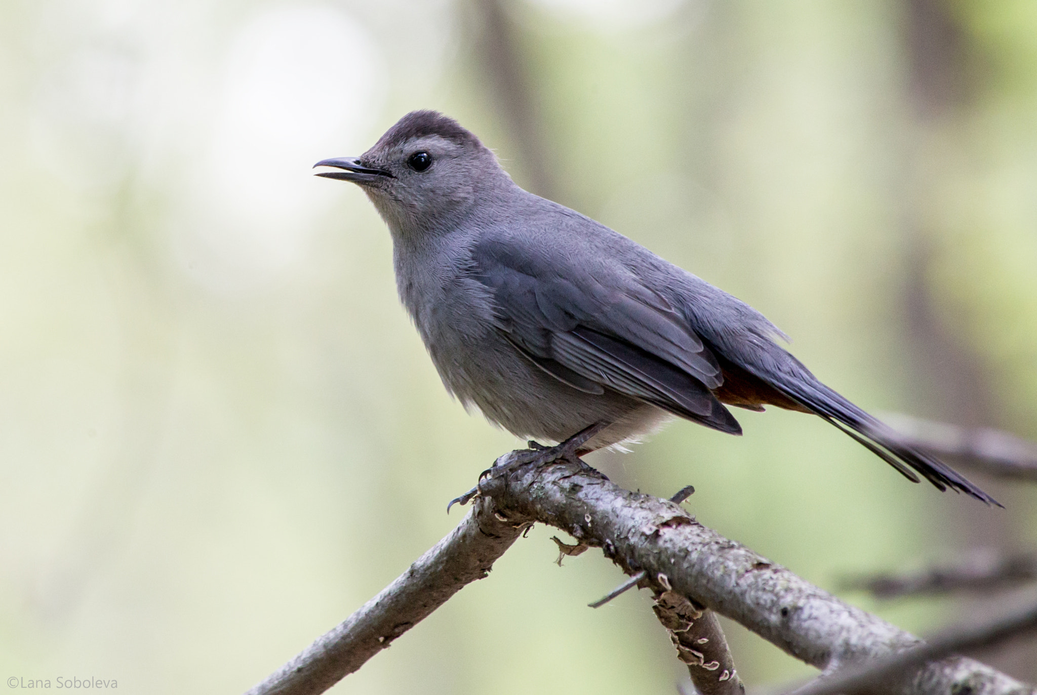 Canon EF 70-300mm F4-5.6 IS USM sample photo. Catbird photography