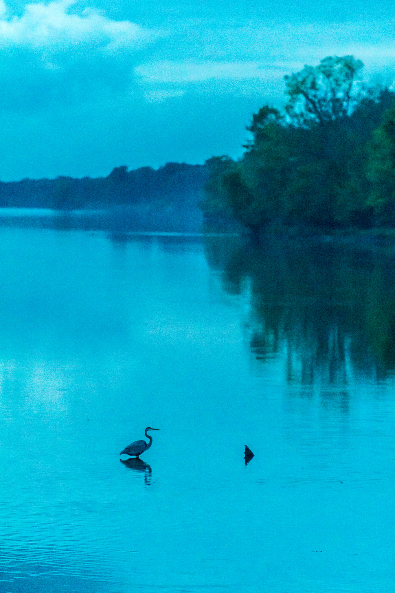 Sony a6300 + Canon EF 70-200mm F4L USM sample photo. Calmly wading photography