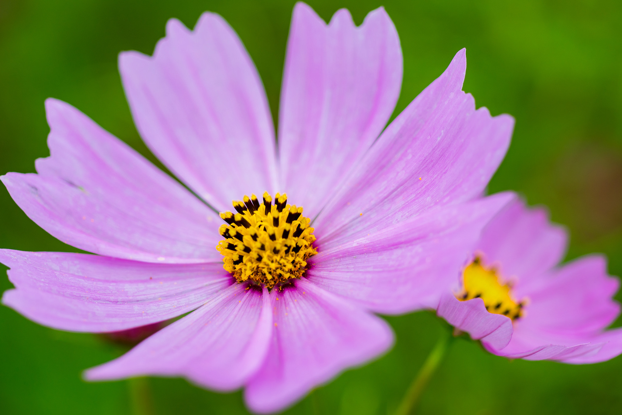 MACRO 50mm F2.8 sample photo. Pink cosmos photography