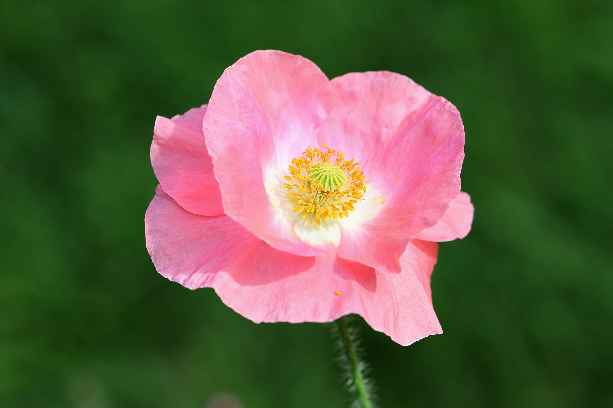 Canon EF 100mm F2.8L Macro IS USM sample photo. Poppy photography