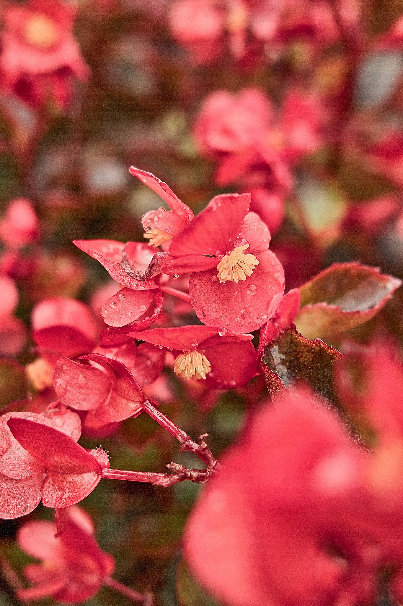 Sigma DP2 sample photo. Red photography