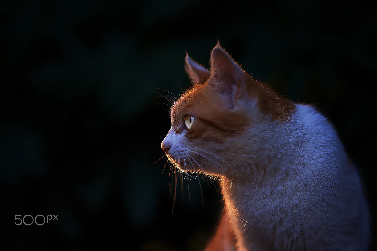 Zeiss Sonnar T* 135 mm F1.8 ZA (SAL135F18Z) sample photo. Light and shadow photography