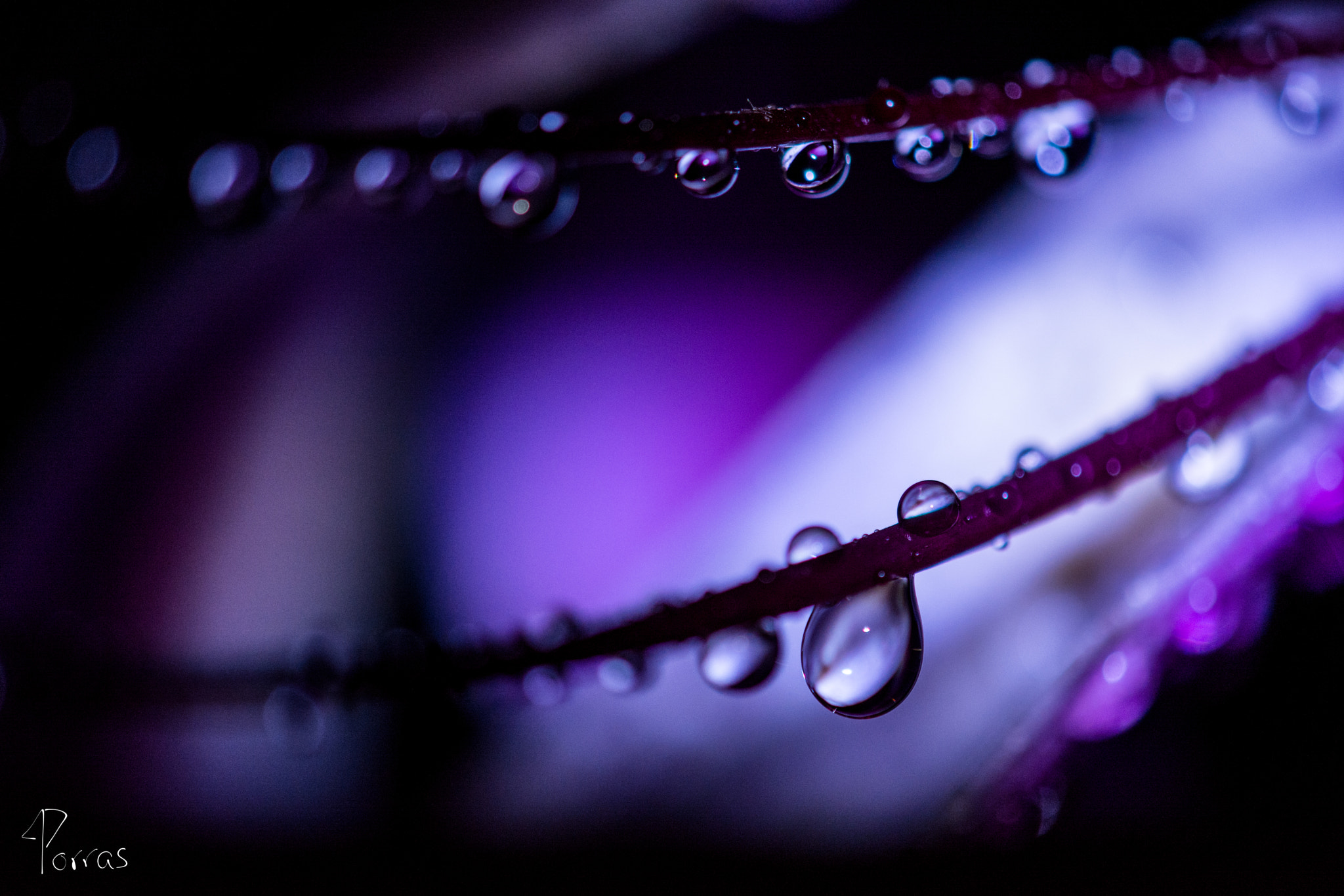 Nikon AF-S DX Micro-Nikkor 85mm F3.5G ED VR sample photo. Macro, flashlight, and night photography