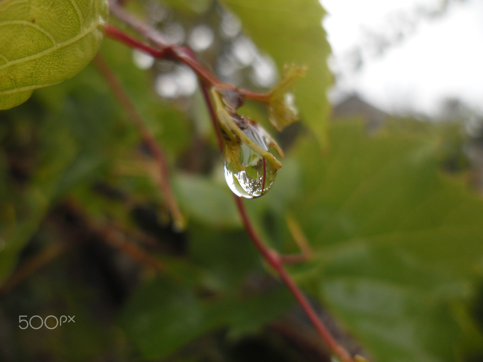 Samsung ES90/ ES91 sample photo. " rain drop  "... photography