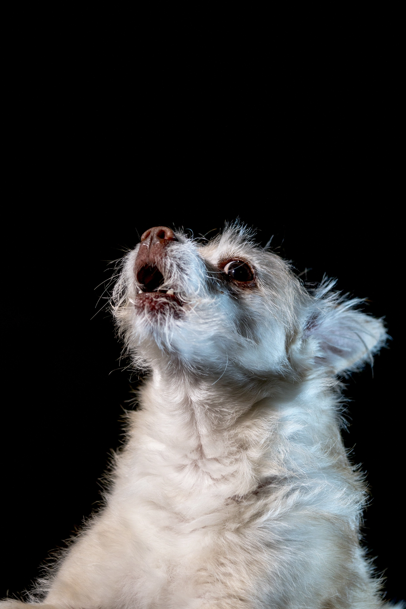Sony a6300 + E 60mm F2.8 sample photo. Dog portrait no.2015 photography