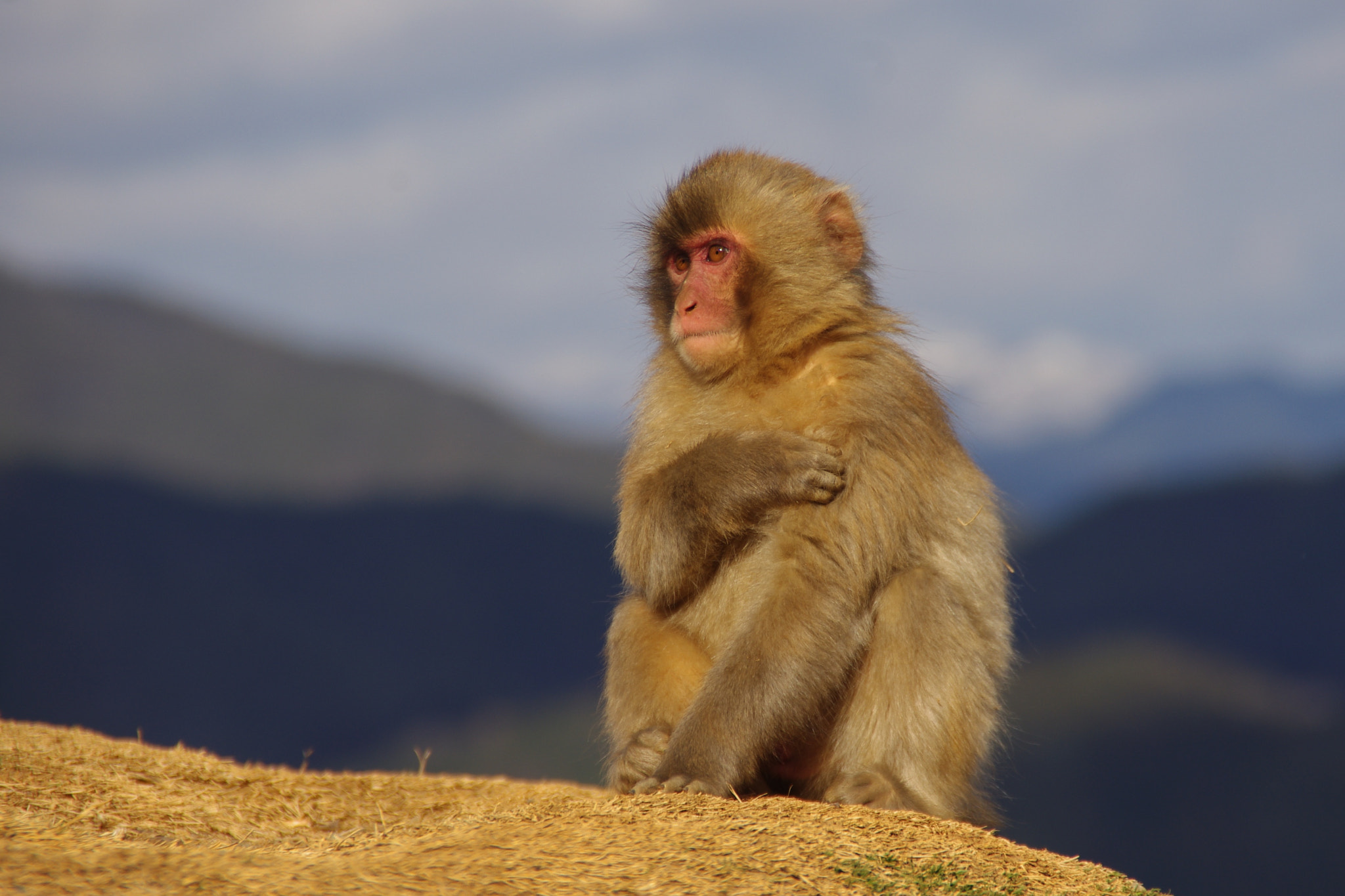 Pentax K-x + Tamron AF 18-200mm F3.5-6.3 XR Di II LD Aspherical (IF) Macro sample photo. Monkey tempel kyoto, japan photography