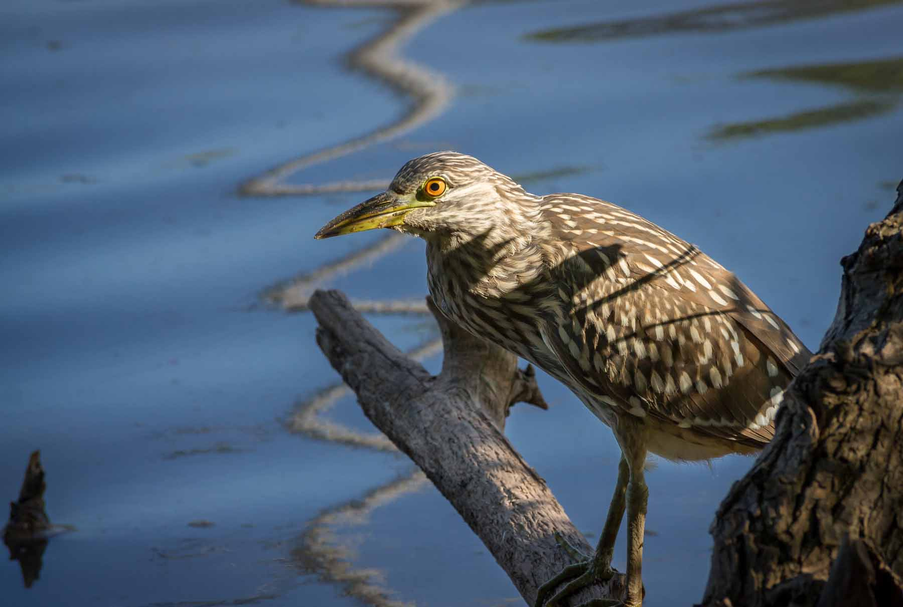 Sony Alpha DSLR-A500 + Sony DT 55-300mm F4.5-5.6 SAM sample photo. Juvenile night heron sunning photography