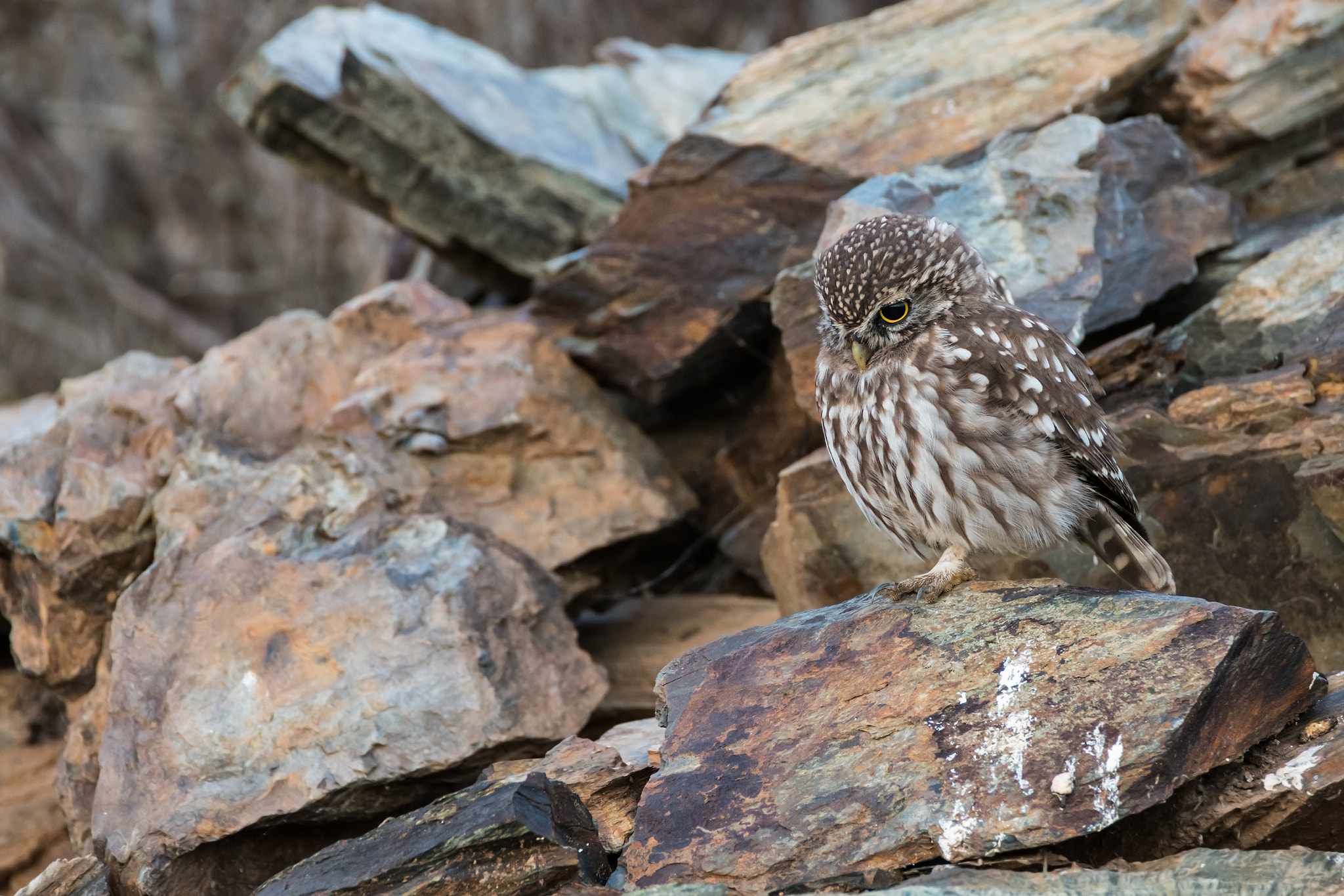 Sony a7R II + Tamron SP 150-600mm F5-6.3 Di VC USD sample photo. Athene noctua photography