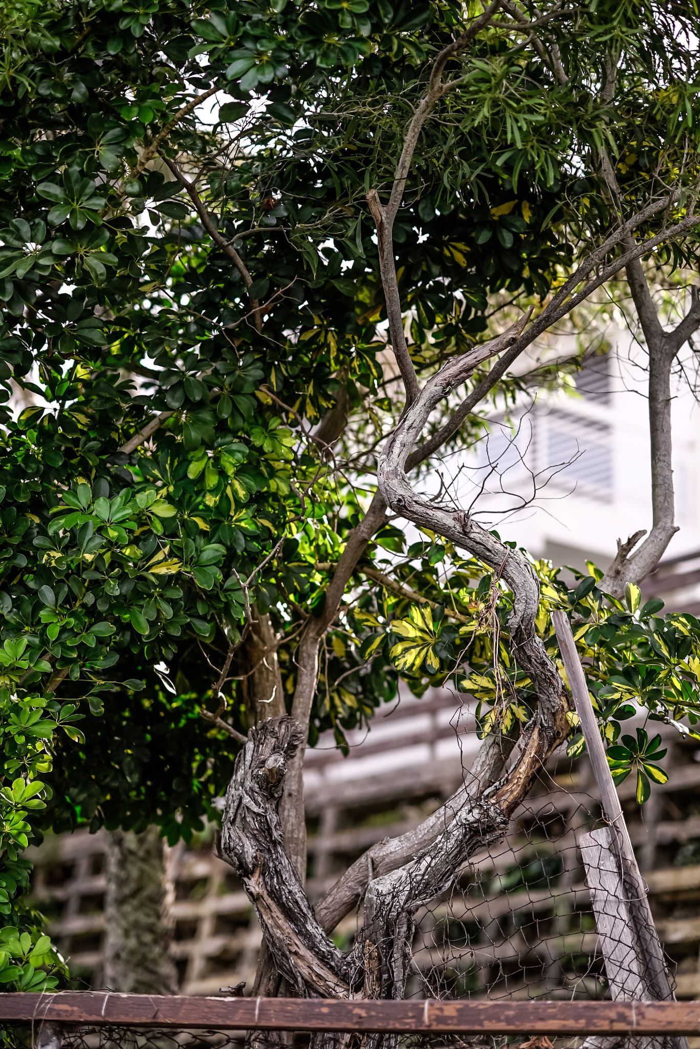 Sony FE 85mm F1.4 GM sample photo. Old fence photography