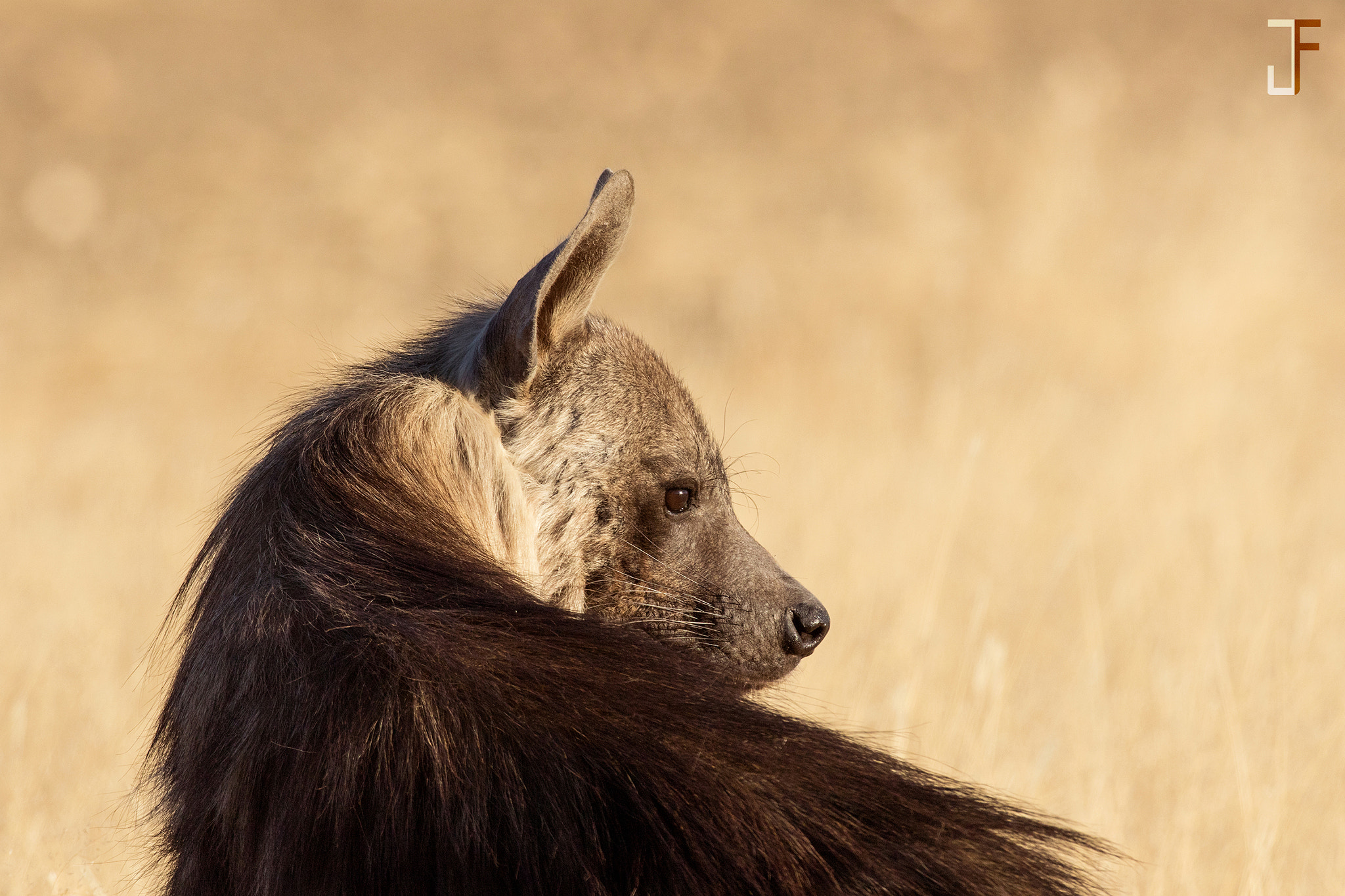 Canon EF 600mm f/4L IS sample photo. Brown hyena ii photography