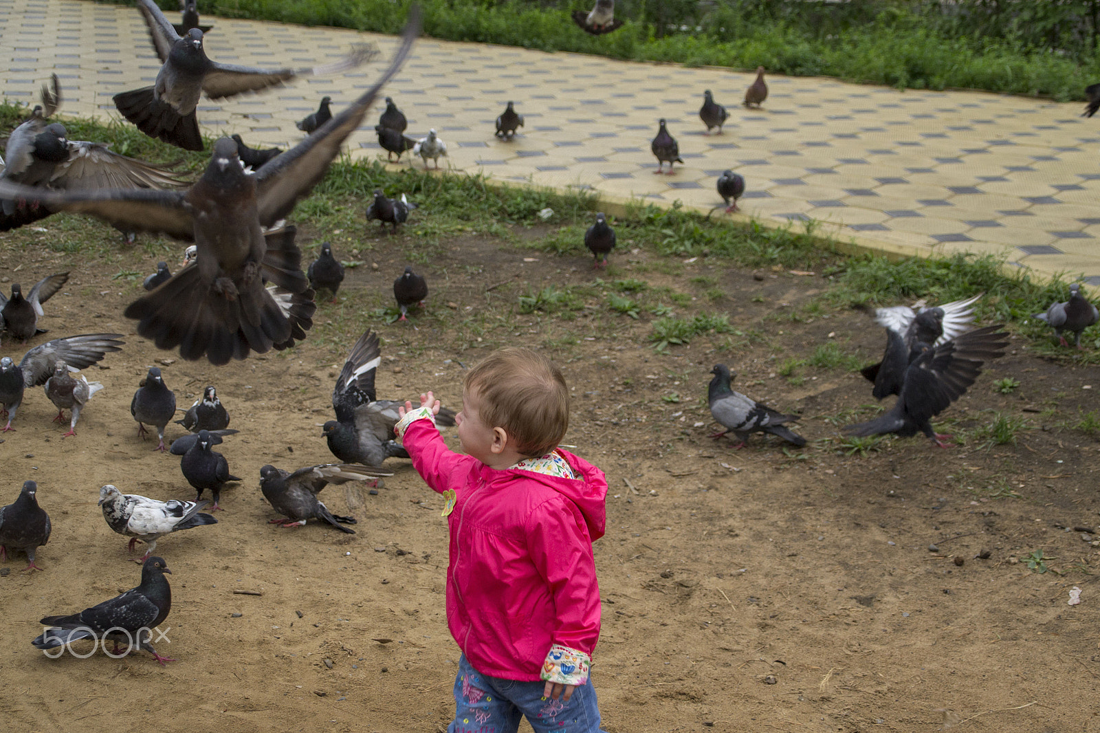 Sigma 28-300mm F3.5-6.3 DG Macro sample photo. ИГРА С ГОЛУБЯМИ / playing with pigeons photography