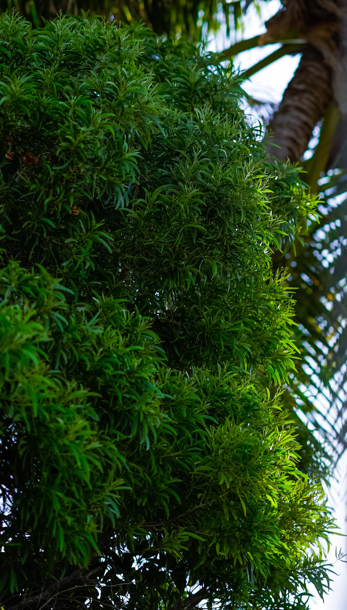 Sony FE 85mm F1.4 GM sample photo. Evening sunlight in leaf photography