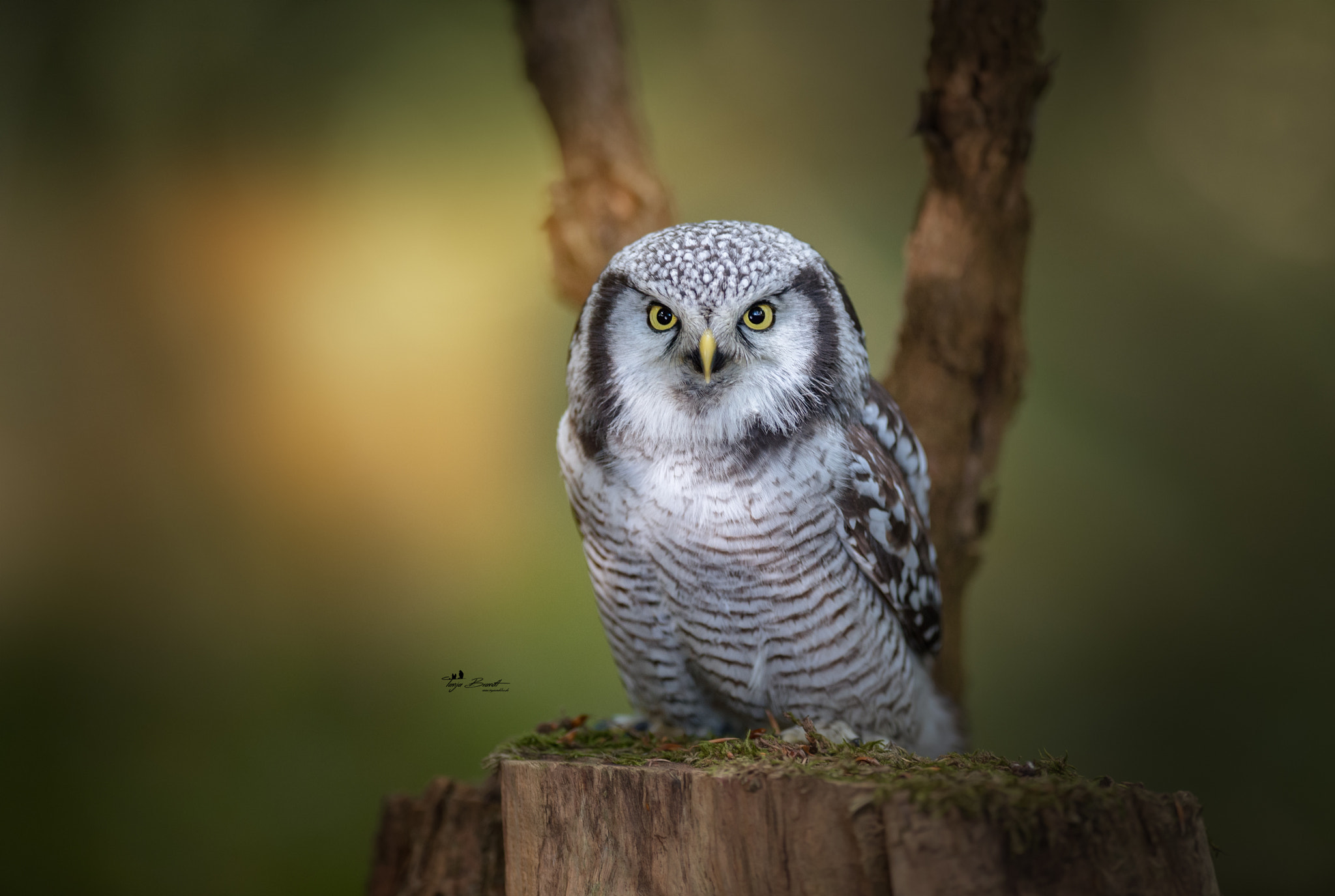 Nikon AF-S Nikkor 300mm F2.8G ED VR II sample photo. Sperbereule photography
