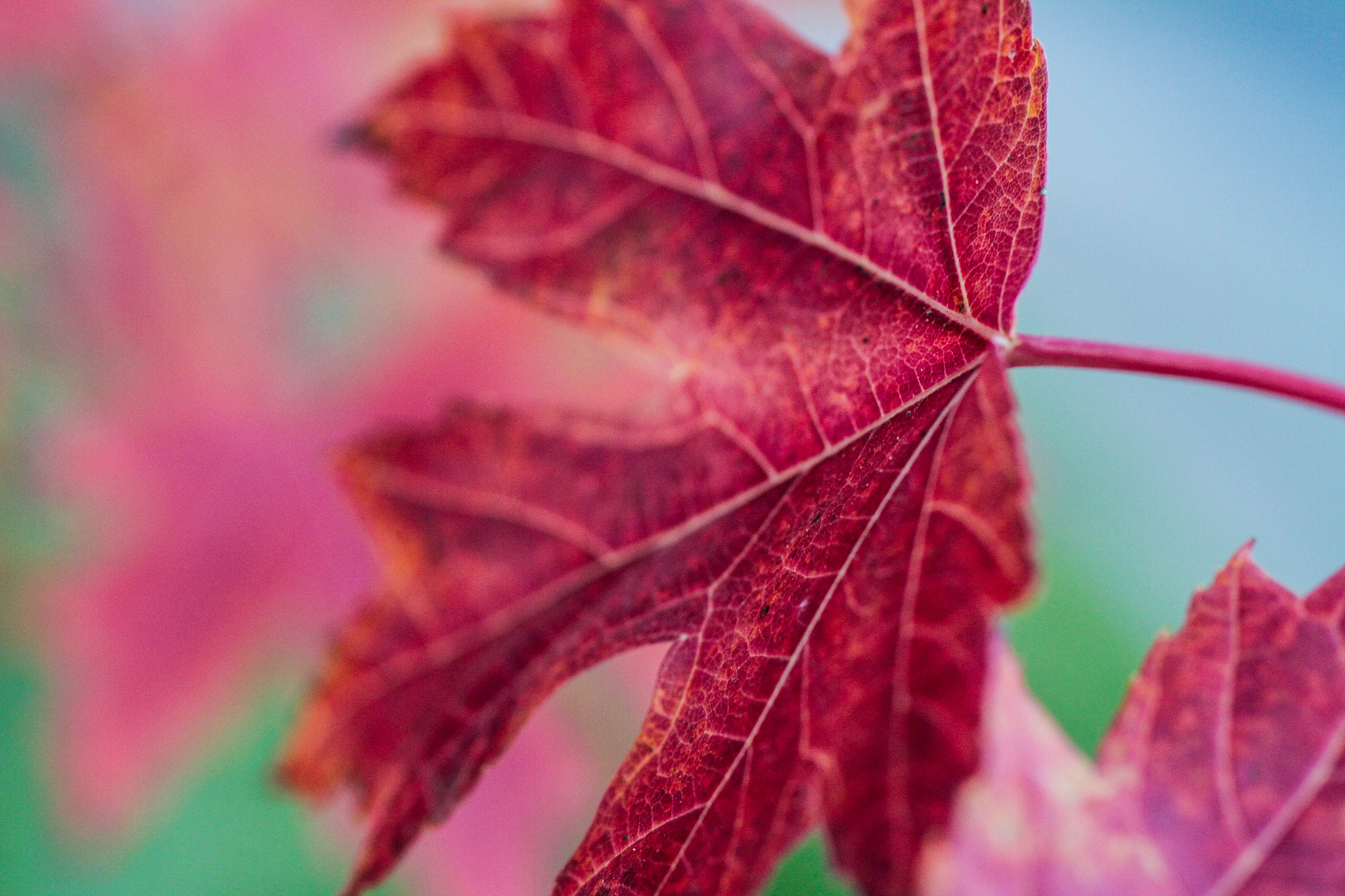 Canon EF 50mm F2.5 Macro sample photo. A sliver of fall photography
