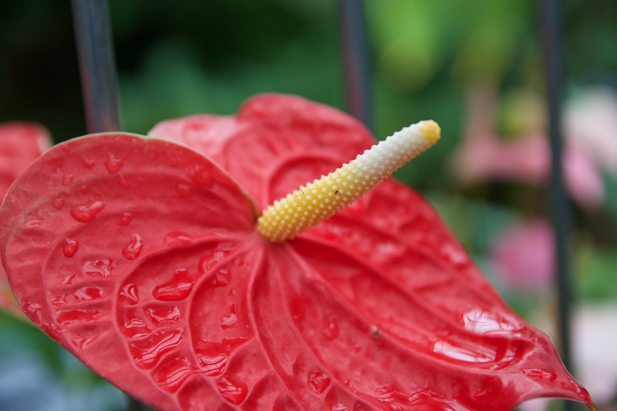 Canon EOS 760D (EOS Rebel T6s / EOS 8000D) sample photo. Img photography