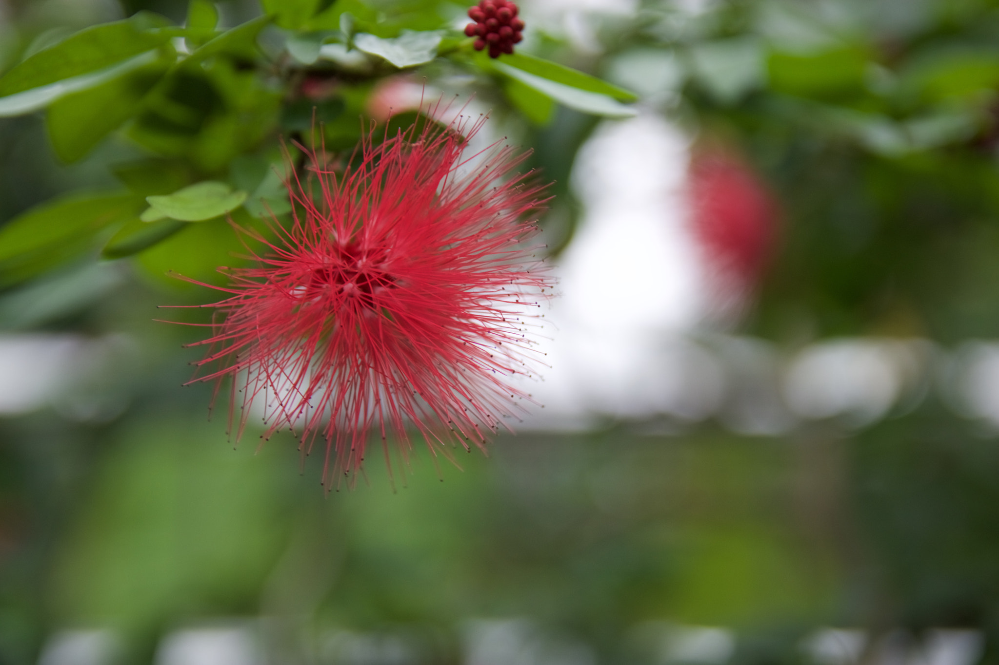 Canon EOS 760D (EOS Rebel T6s / EOS 8000D) sample photo. Img photography