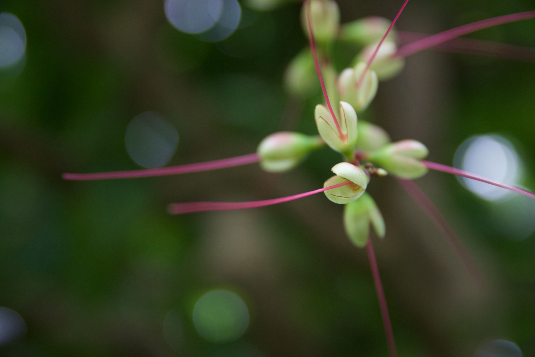 Canon EOS 760D (EOS Rebel T6s / EOS 8000D) sample photo. Img photography