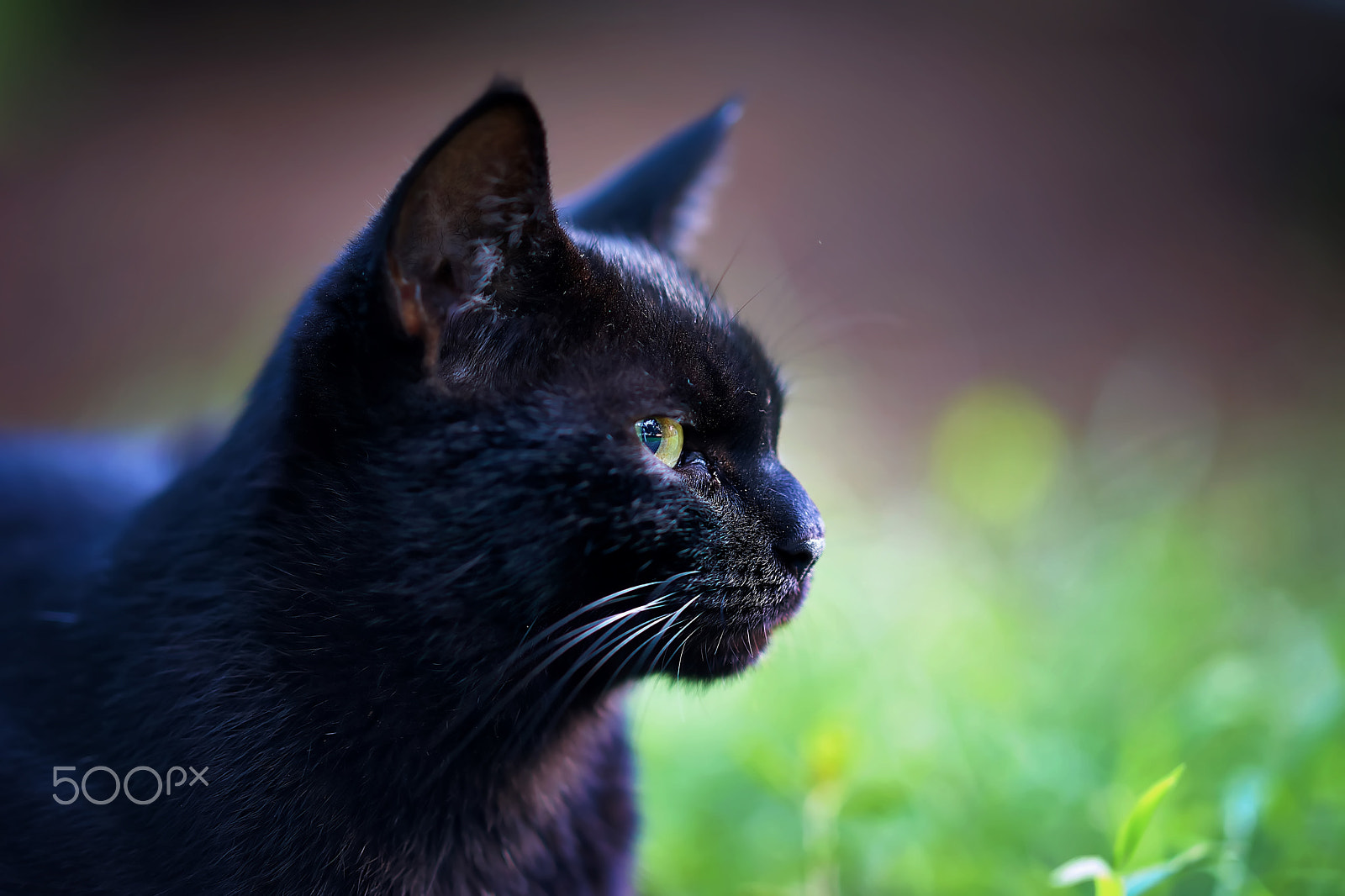 Zeiss Sonnar T* 135 mm F1.8 ZA (SAL135F18Z) sample photo. Mysterious cat photography