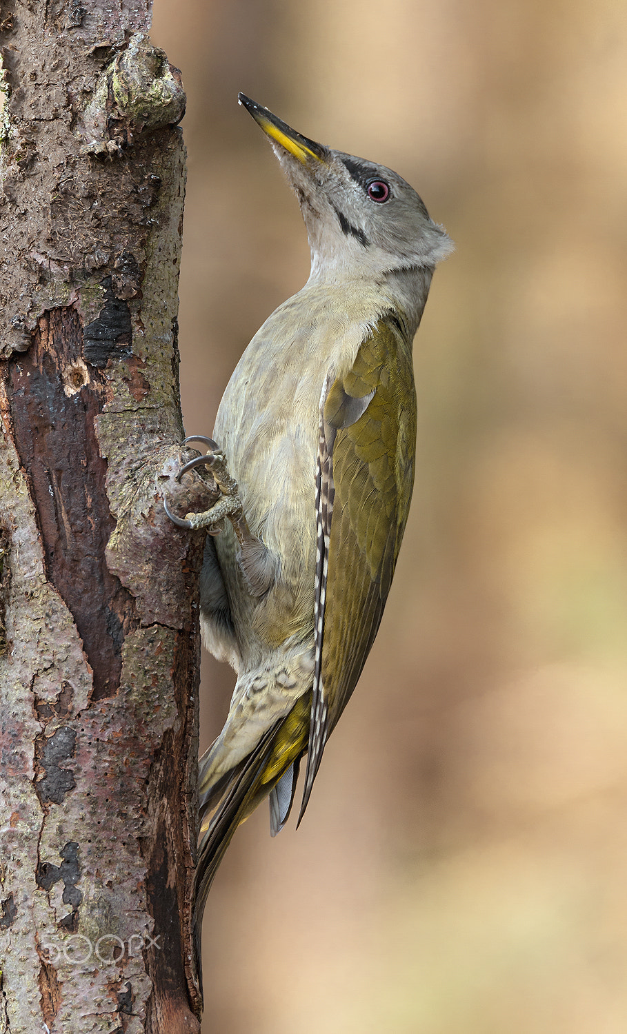 Nikon D300 sample photo. Grey-headed woodpecker photography