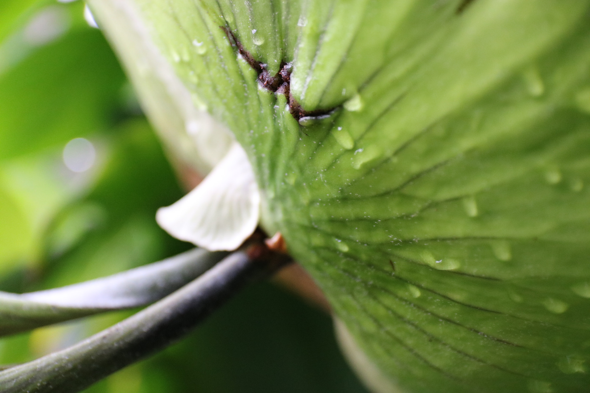 Canon EOS 760D (EOS Rebel T6s / EOS 8000D) sample photo. Img photography