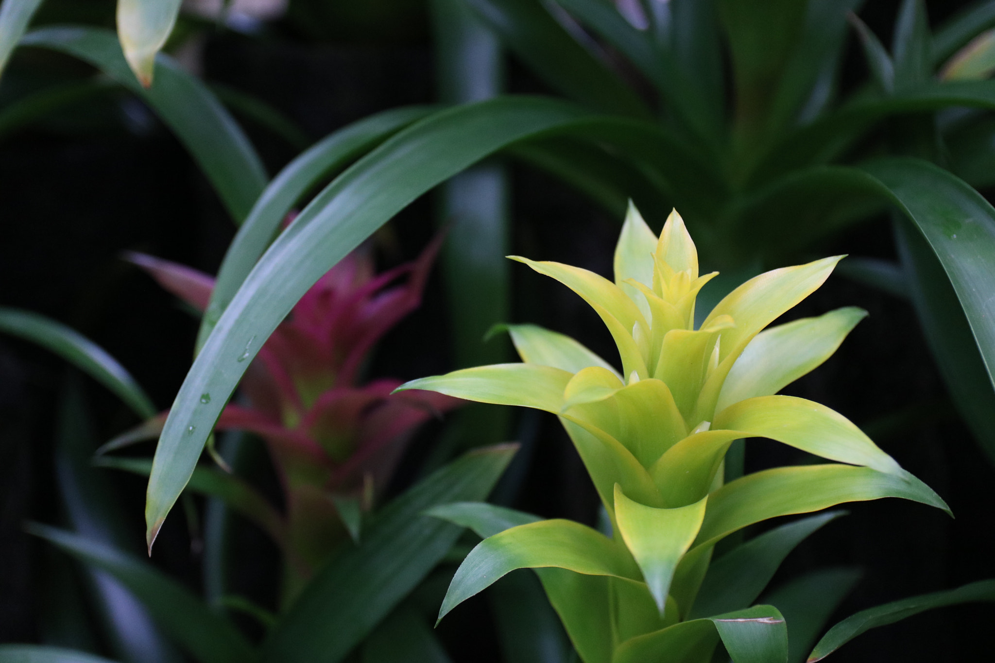 Canon EOS 760D (EOS Rebel T6s / EOS 8000D) sample photo. Img photography