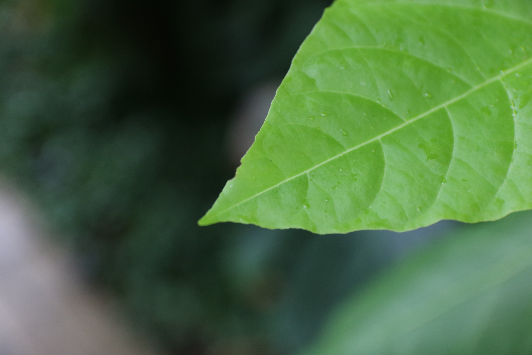 Canon EOS 760D (EOS Rebel T6s / EOS 8000D) sample photo. Img photography